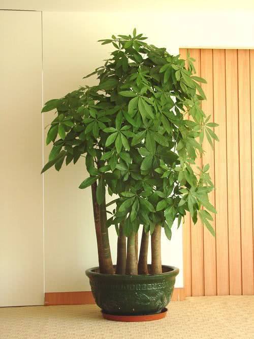 Growing these three kinds of flowers indoors should not be misplaced with good luck. Many people misput them.