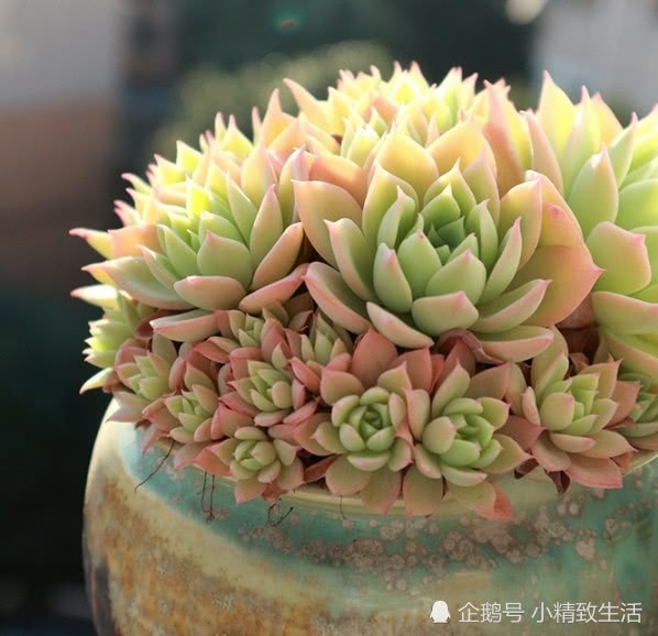 When, how and how much... Talk about the first watering of succulent plants after potting.