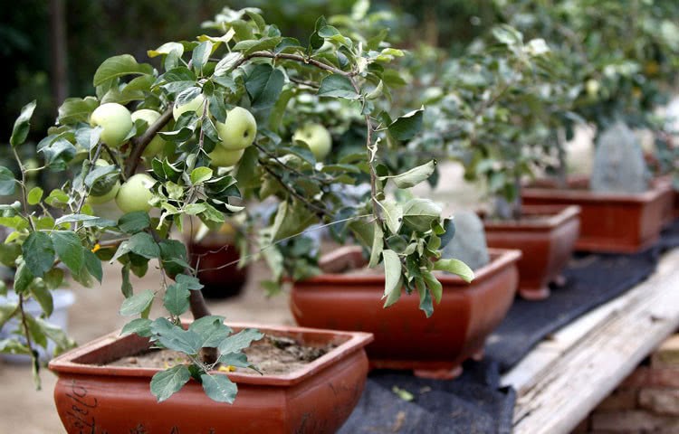 Growing small tomatoes at home doesn't bear fruit. Pay attention to the fruit hanging branches at 3: 30.