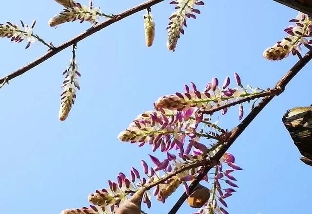 How is wisteria harvested and planted?