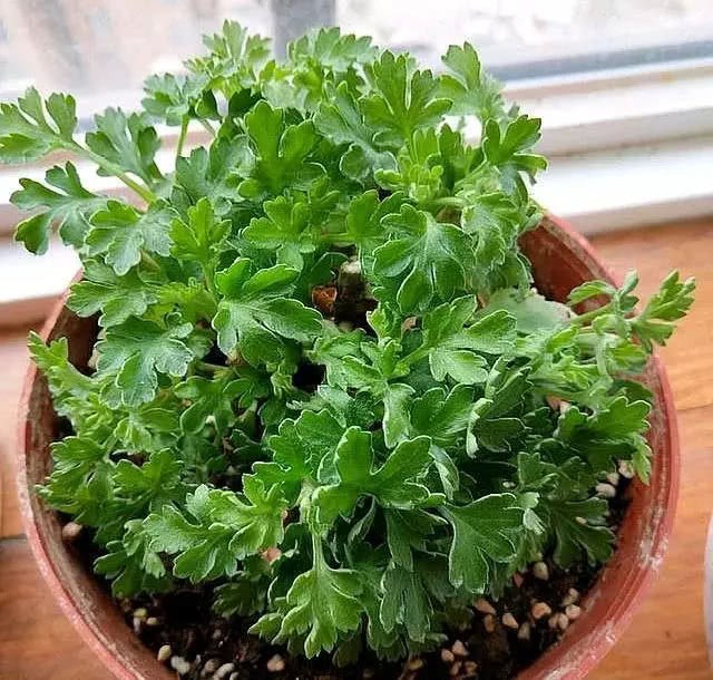 Raising chrysanthemums in autumn tells you a few tips. Immediately, the bud rustles and the autumn wind is full of pots.