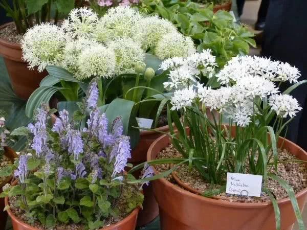 Planting these ornamental onions in the yard is more beautiful than tulips and hyacinths.