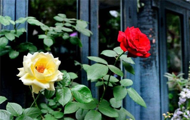 Under the flowerpot, it grows more luxuriantly and blossoms beautifully.