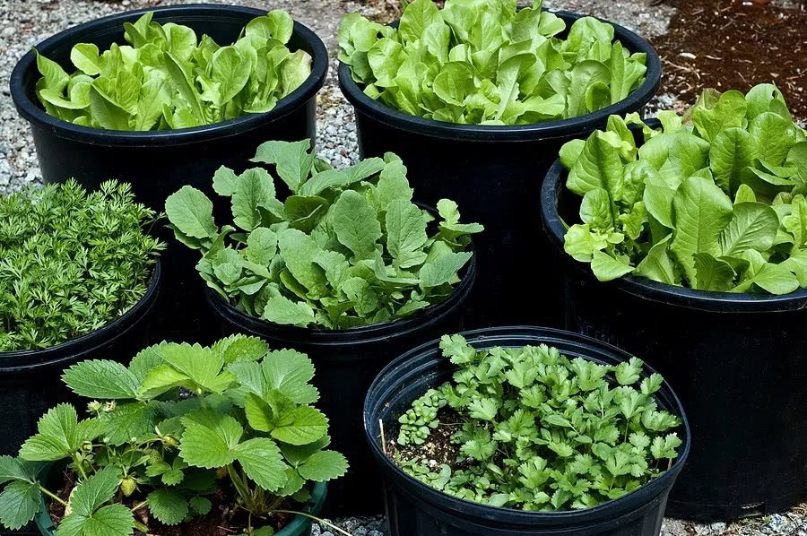 Friends grow vegetables in these seven large containers. Families don't have to buy vegetables anymore.