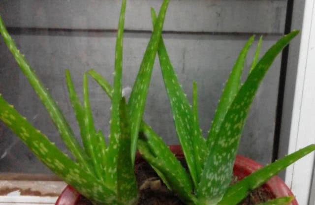 Have the aloe vera grown at home ever blossomed? So do you know what it means?