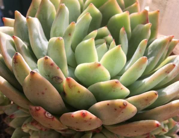 The powder on the leaves of succulent plants is of great use. Can it be regenerated if it falls?