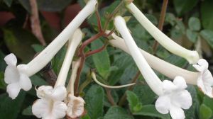 I'm sure you haven't heard of this kind of flower. It's easy to keep in the sun, and the flowers are fragrant all over the yard.