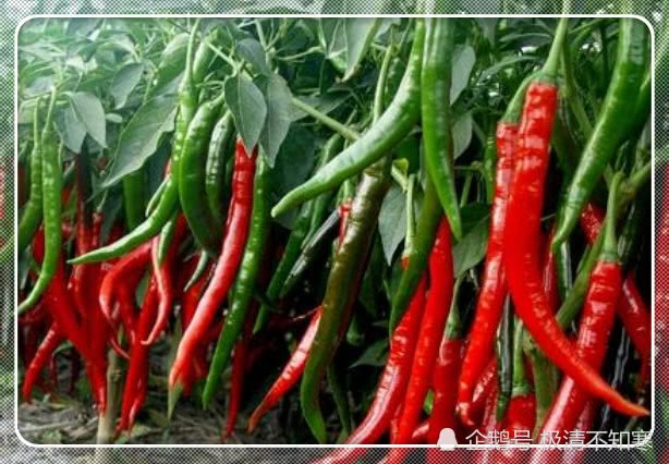 How to make your own chili peppers grow much longer? Teach you a trick to make sure there are more and more chili peppers.