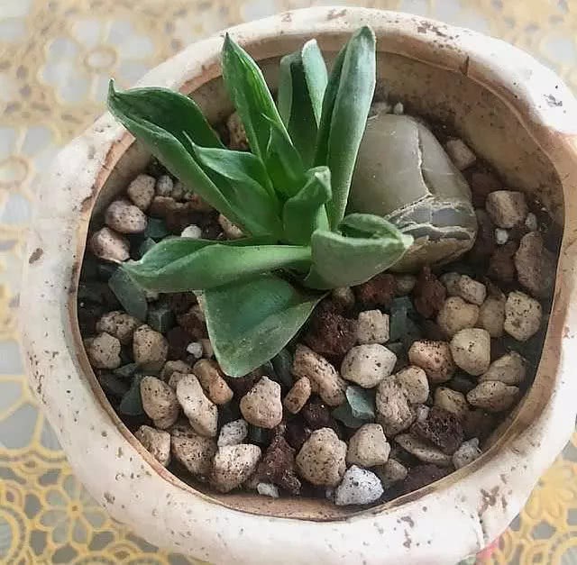 It turns out that the commonly used succulent soil has these precautions. If you don't understand it, you will raise succulent plants for nothing.