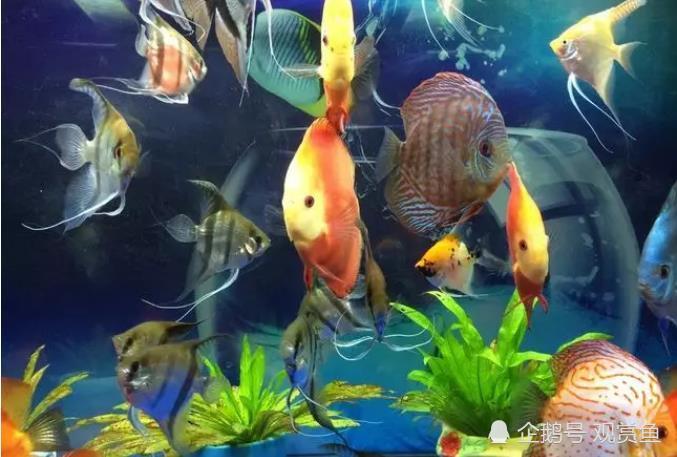 What if my relatives want to eat my ornamental fish?