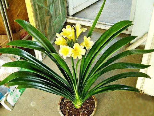 The leaves of these four kinds of flowers are doubly watered with water once a month.