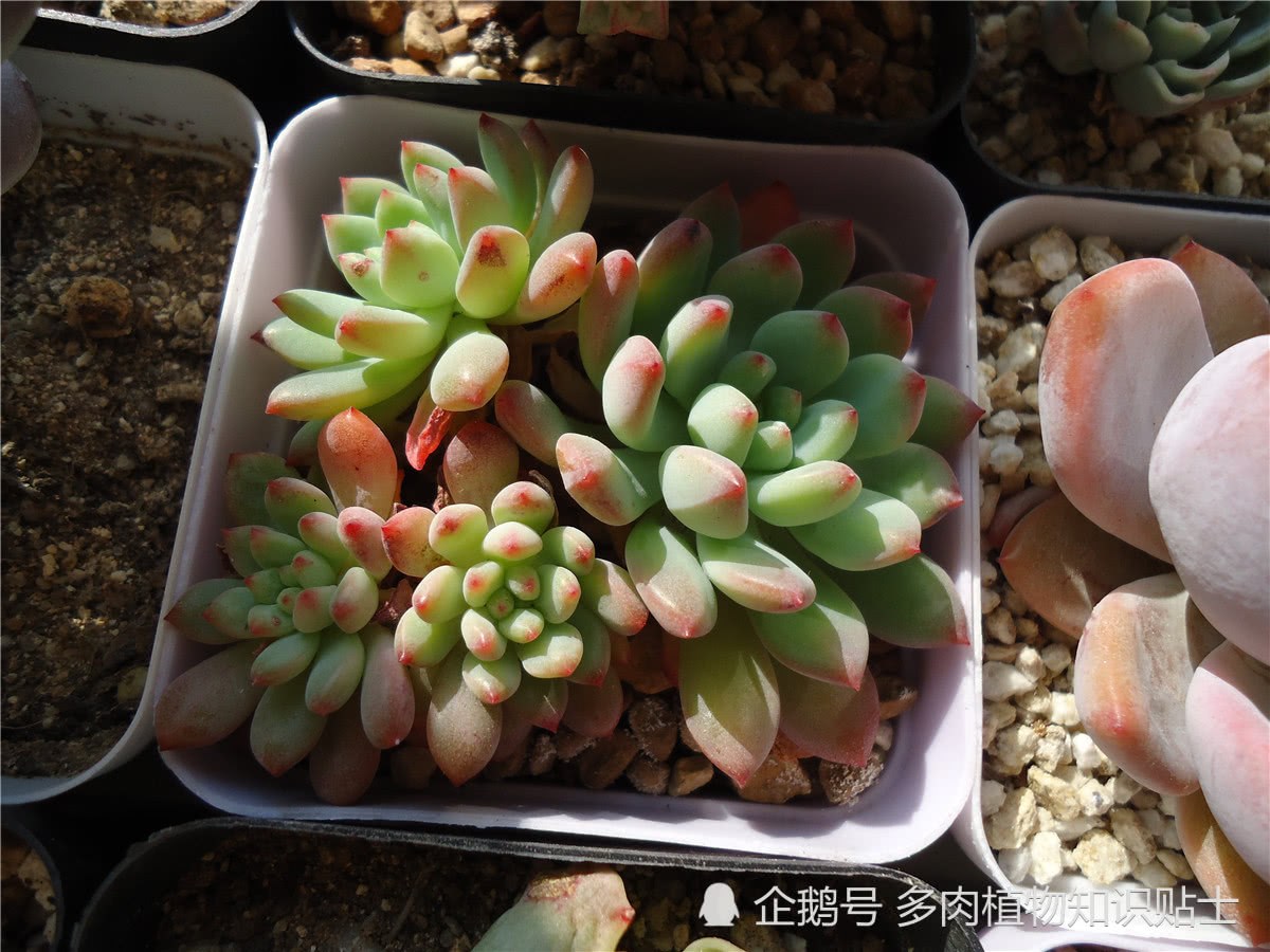 In late spring and early summer, you should sun the succulent plants on the balcony.