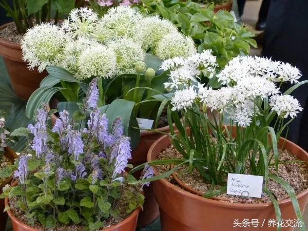 These potted onions look better than tulips and hyacinths.