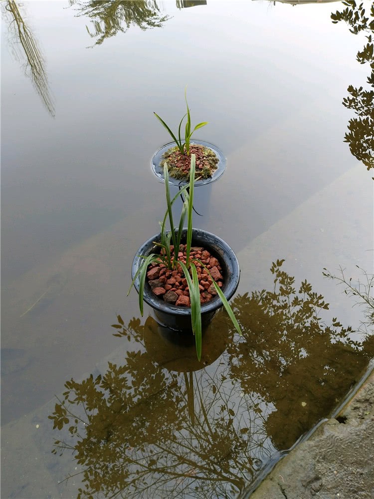 There is a hidden danger for amateurs in sitting bath watering of orchids to watch the hustle and bustle and watch the doorway.