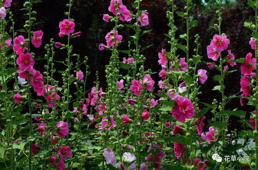 If you raise these four kinds of flowers in the yard, you can enjoy a flower reward year after year.