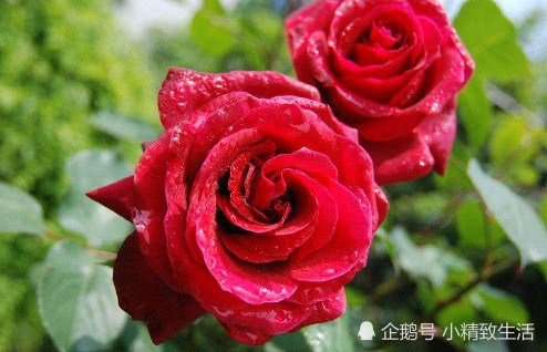 The more the rose is cut, the more it grows. 6 pictures teach you how to trim the rose under various conditions.