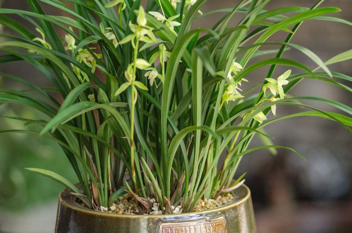 Florists tell you how to raise orchids to make sure they grow.