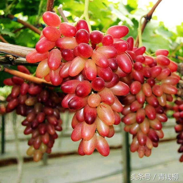 Characteristics and High-quality and High-yield cultivation techniques of Meizhi Grape in Zhuji City