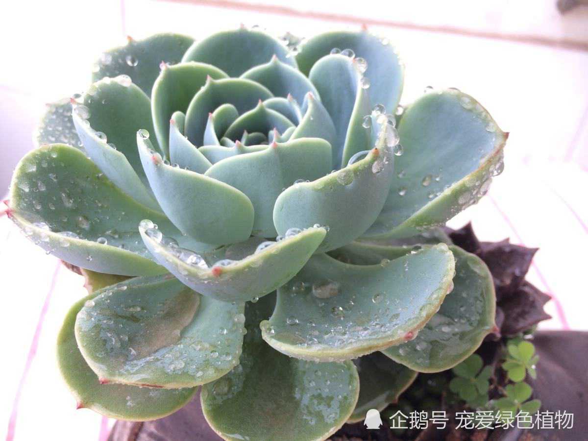 Don't ignore this step of raising succulent plants in autumn, otherwise succulent plants may become jelly.