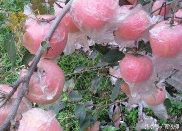 Apple shaping and pruning and Pest Control in Lingwu City