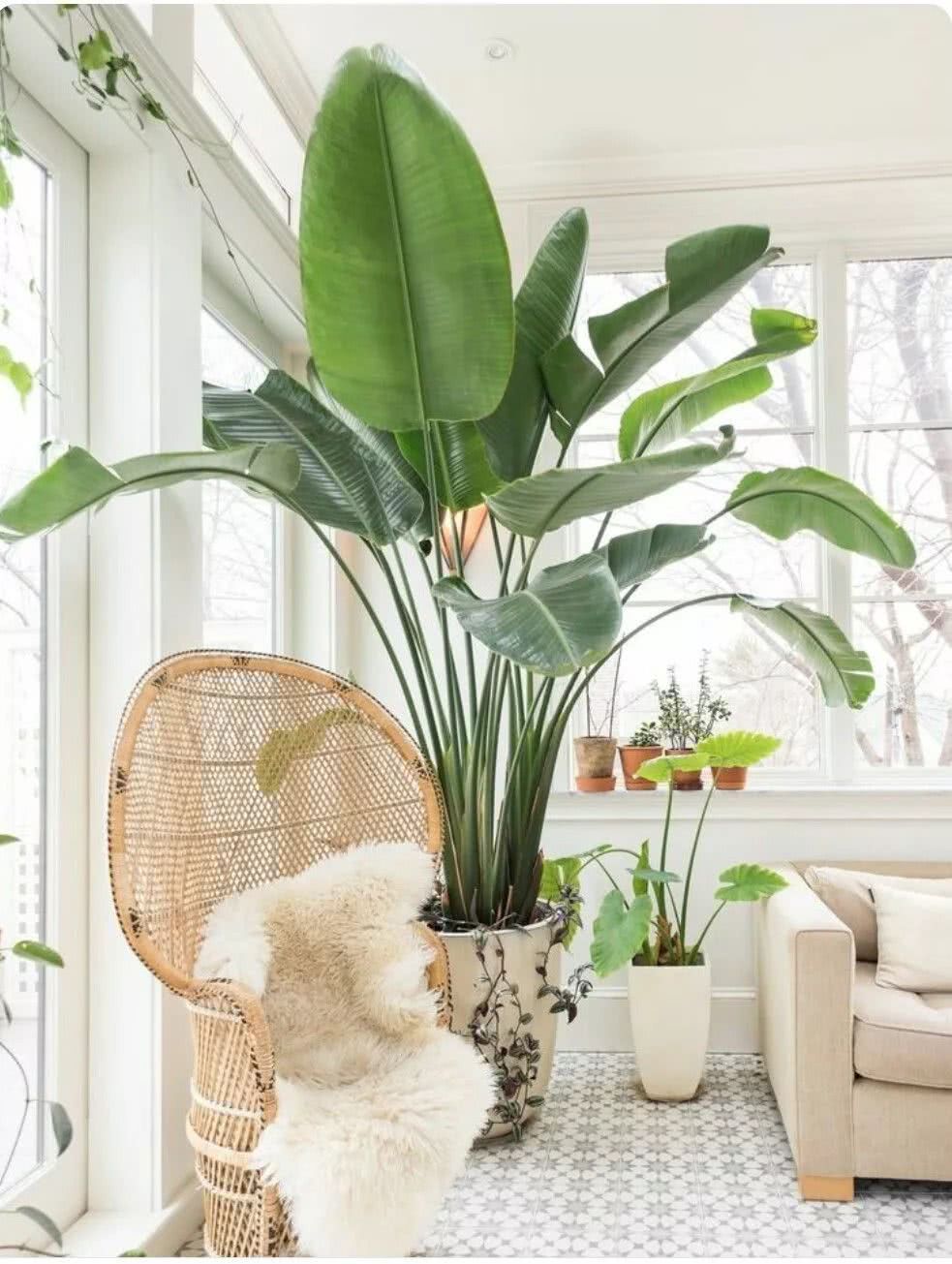 These five kinds of indoor plants can purify the air and relieve allergic symptoms to pets.