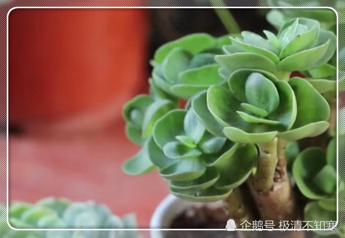 Do you really get it by watering succulent plants? Have you won these three misunderstandings?