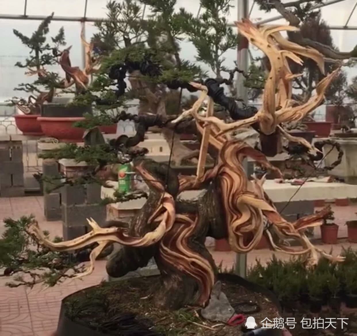 Bonsai appreciation: bonsai is a natural way to enjoy thousands of world scenery