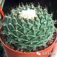 The method of crown culture is also cactus. Who says it won't blossom until 18 years later.