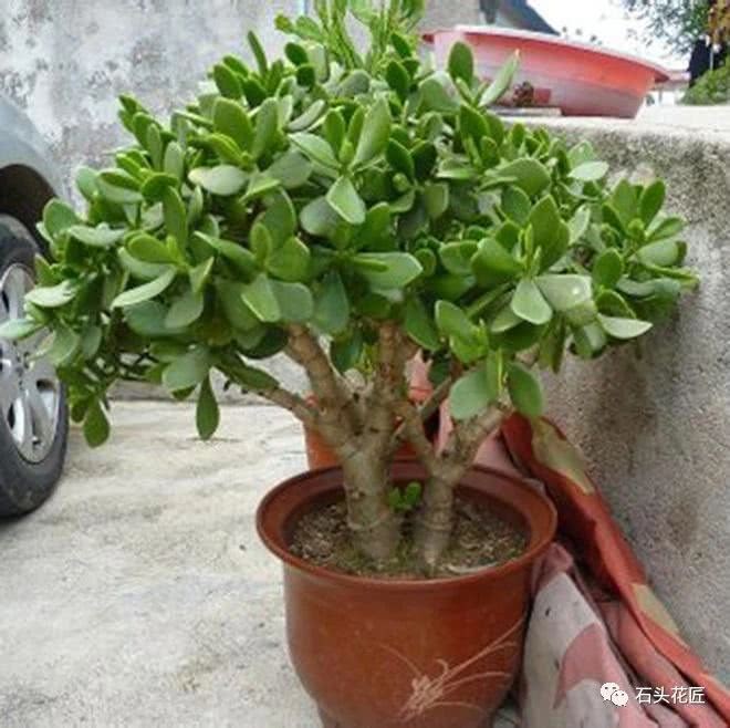 When raising a jade tree, pull a leaf and bury 10 pieces in the soil. It can be quickly lignified and become an old pile for 3 years.