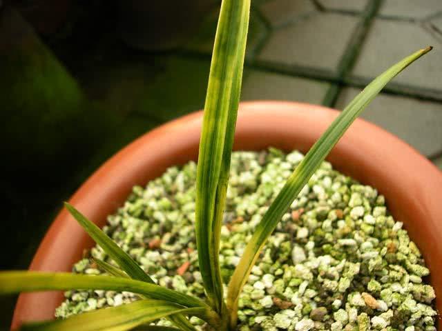 The level of fake tiger spot grass on the market is getting higher and higher. Old orchid friends teach you to distinguish fake tiger spot orchids.