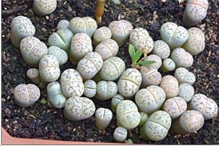 Soil blending techniques succulent stone flowers are better and easier to take root and sprout with this kind of soil