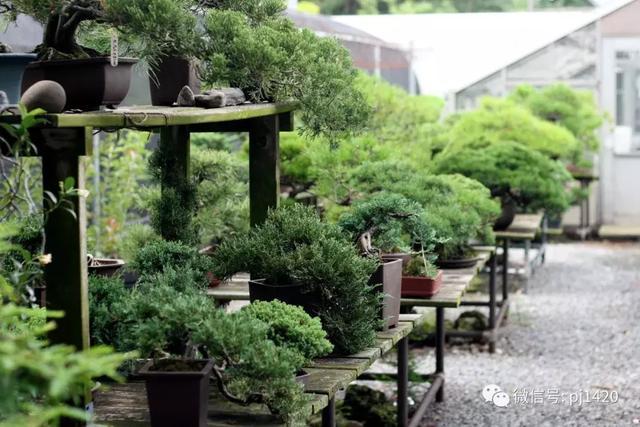 Would like to have a bonsai yard to spend the years