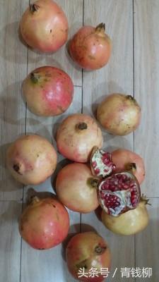 Causes of Frost injury and Anti-freezing measures of soft seed Pomegranate in Western Henan Province