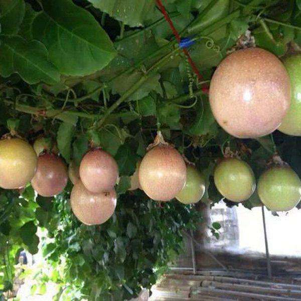 When this kind of fruit is planted on the balcony for 60 days, the vines can climb the wall and bear a lot of fruit in 3 months.