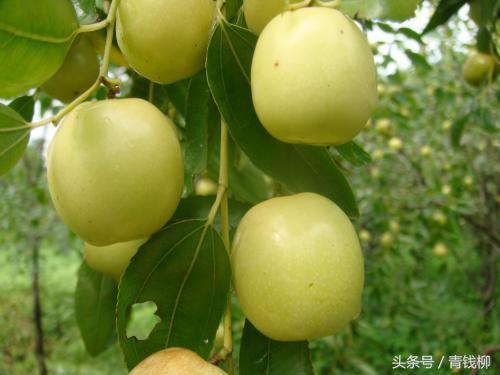 Introduction performance and cultivation techniques of a New early ripening fresh Jujube Variety Wanzao No.3