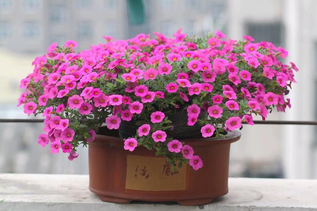 The flowering period of the most easy to burst pot is a few months of fresh color and planting, it is easy to grow flowers in autumn and choose it.