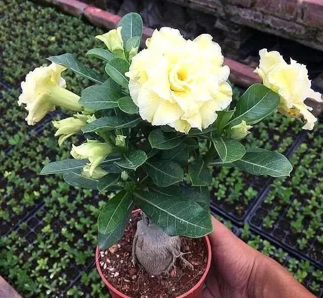 Do you make the secret of desert roses blooming?