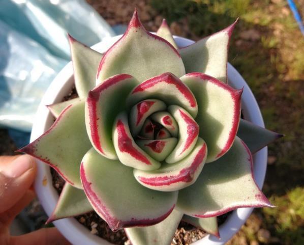 The situation that succulent plants may encounter after decapitation is dealt with and can reproduce successfully.