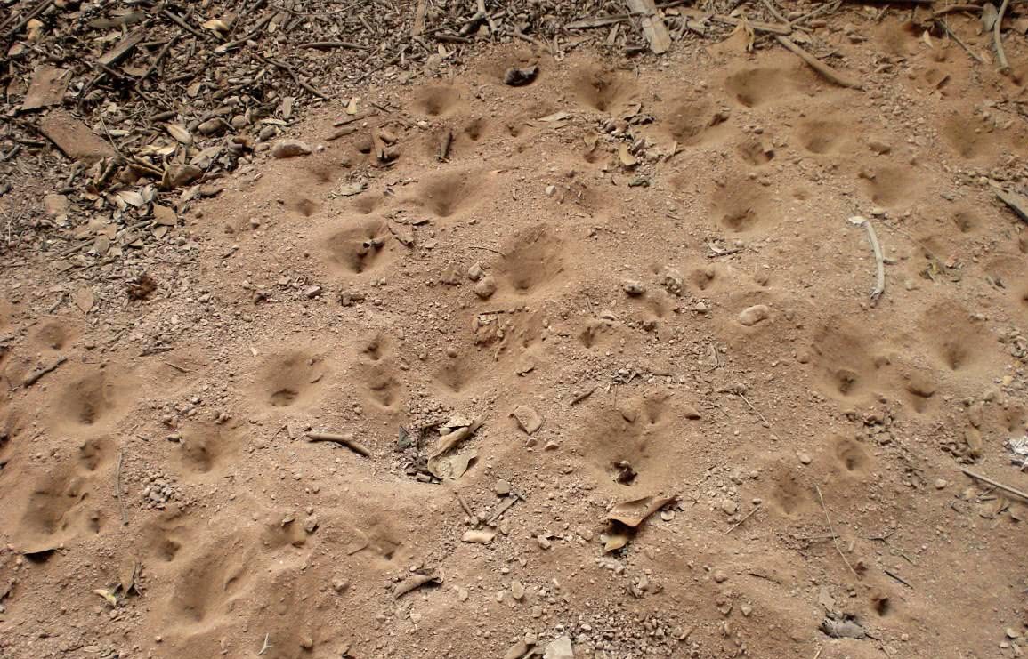 This strange bug can live for a year without eating or drinking in the sand. Now it's hard to catch a kilo for a thousand yuan.