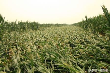 The types, harm and Control measures of Maize lodging