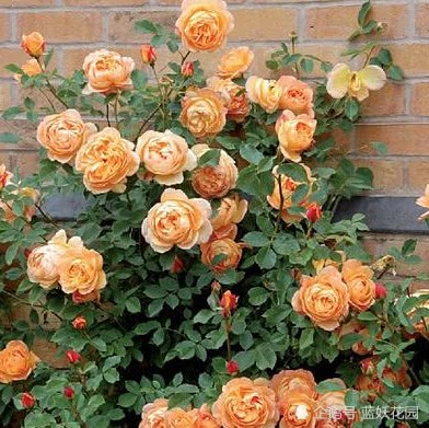 The rose cuttings take root quickly and the flowers are getting bigger and bigger.