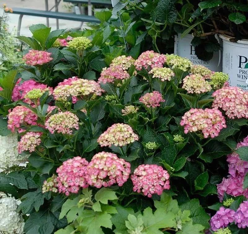 These seven flowering plants are suitable for growing in a cool yard. A little scattered light can give birth to flowers.