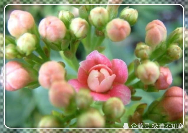 Feed some soup to the longevity flower after autumn. The bud burst into the pot and envied others.