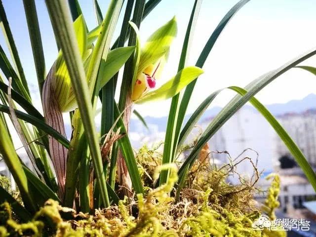 What reason is the spring orchid scape short close to the ground blooming?