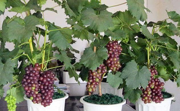 Grow grapes as potted plants and learn three small ways to grow fruit and be beautiful.