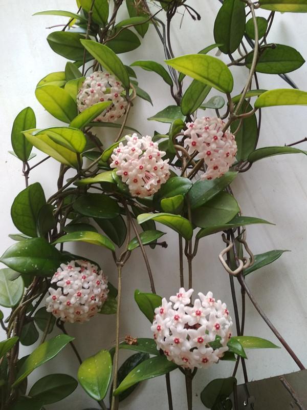 The most fragrant potted flowers can smoke a room of fragrant flowers. They bloom strangely all the year round and are easy to raise.