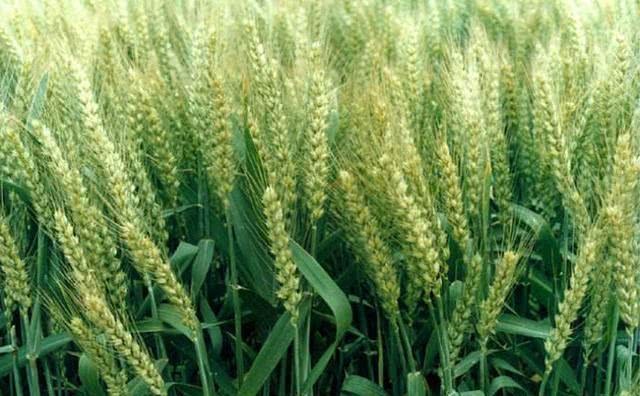 How much does it cost to plant an acre of wheat from sowing to harvest?