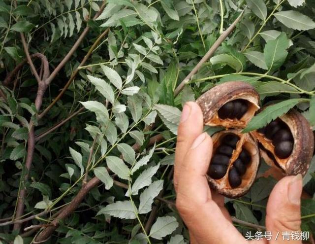 Characteristics and cultivation techniques of Xanthoceras sorbifolia