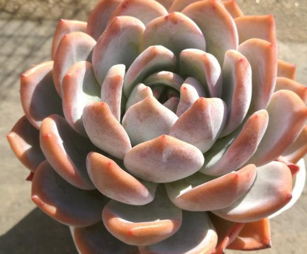 The speed of treating withered roots with succulent plants cultivated at home is 10 times faster.