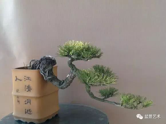 The production of cliff bonsai